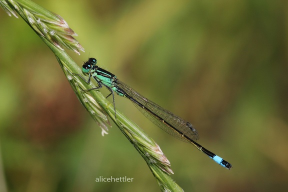 Große Pechlibelle (Ischnura elegans)